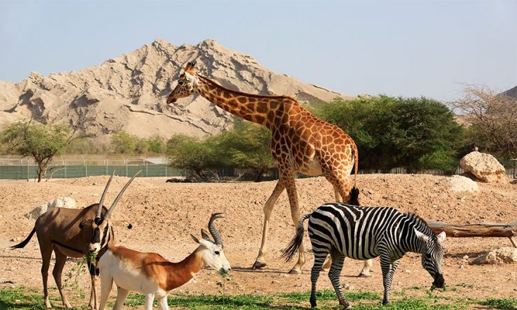 the-best-attractions-in-the-uae-for-animal-lovers